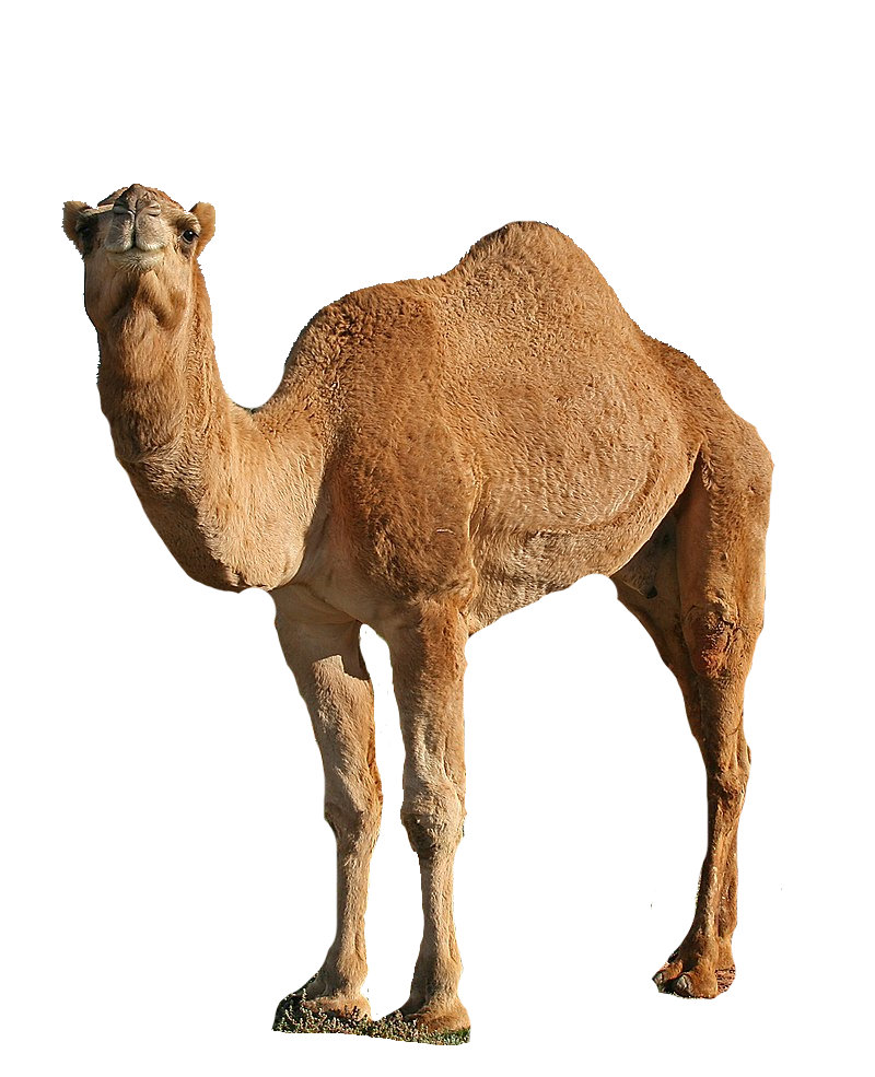 Transparent_Background_Dromedary_Camel
