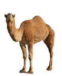Transparent_Background_Dromedary_Camel